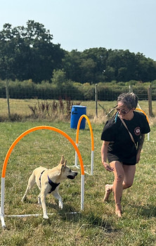 coach and dog training hoopers