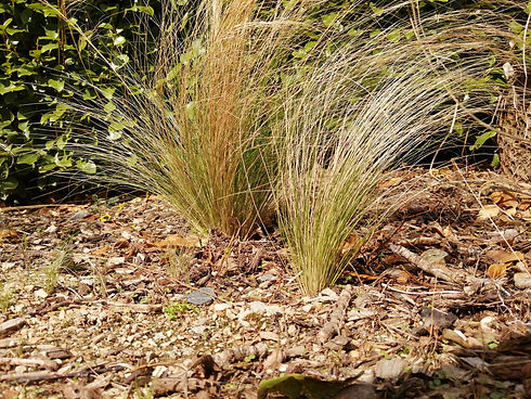 carex.jpg
