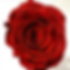 red rose