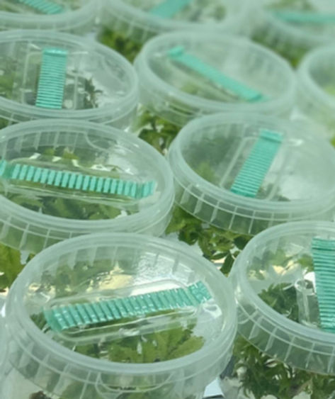 Cannabiz Email Headers_edited.jpg