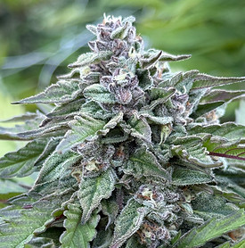 X-18 Paki Hash Plant flower photo - 2024 harvest - 09.30.24..jpg