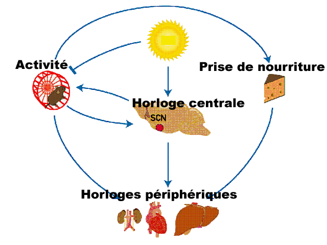 horloge biologique.gif