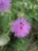 Metallic green sweat bee on thistle
