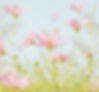 Pink cosmos flowers_edited.jpg