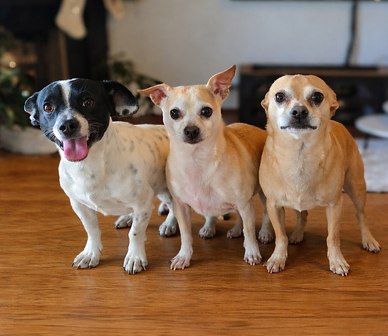 Three adorable dogs on the floor_edited_