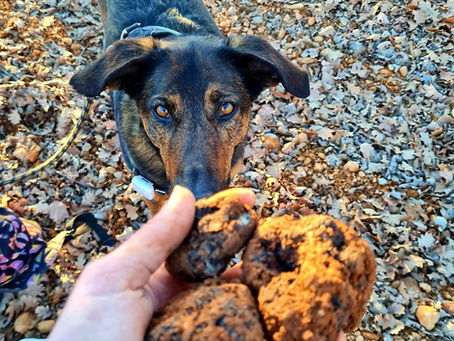 Cavage truffier : et si ton chien te guidait vers les trésors de la nature ?