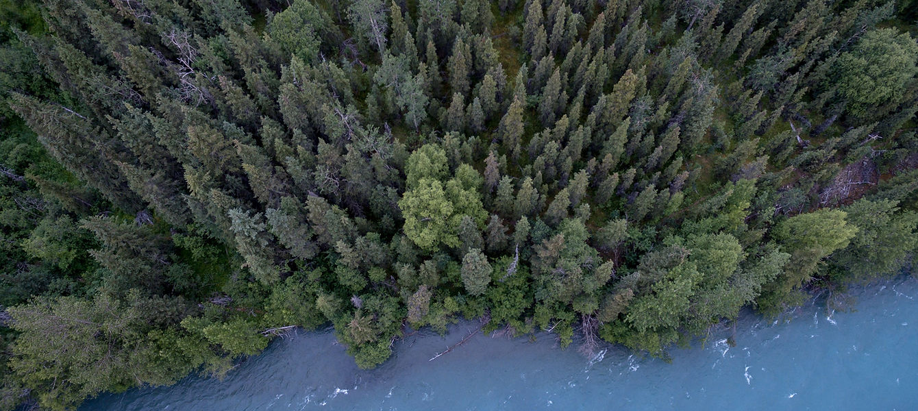 Aerial Photo of a Forest