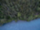 Boreal forest