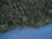 Forêt boréale