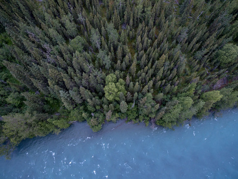 Aerial Photo of a Forest