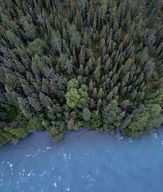 Aerial Photo of a Forest