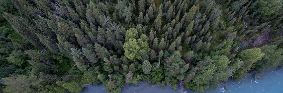 Forest And River