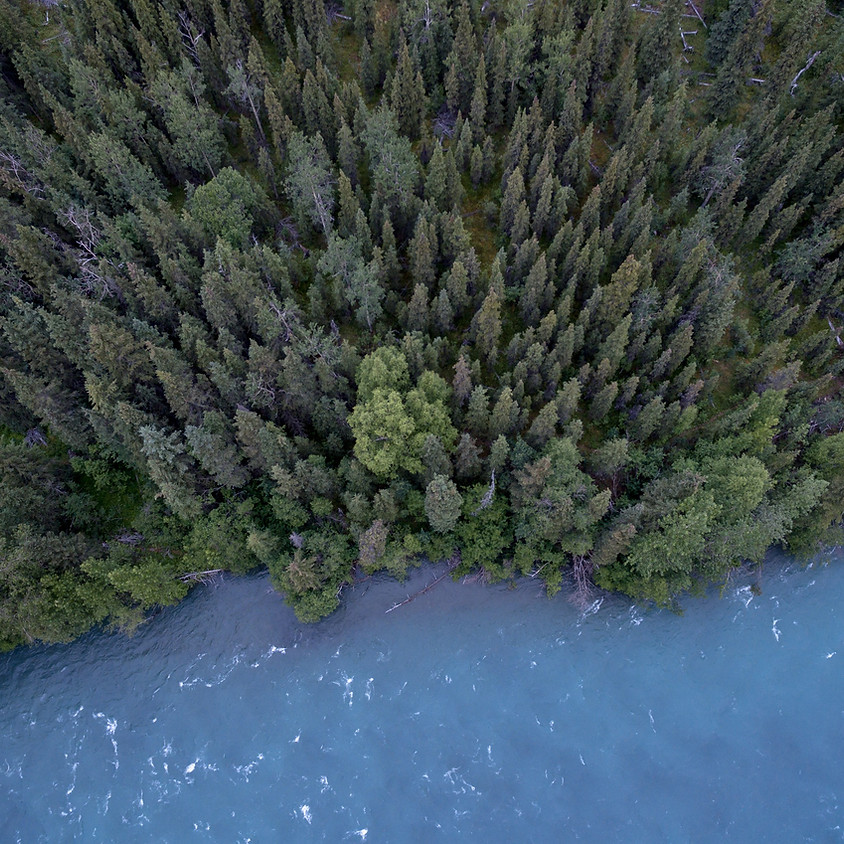 The Use Of The Forest Resources In The New Era Of Uncertainty