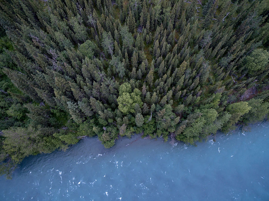 Forest And River