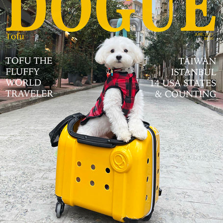 Tofu's 5 Favorite Bags and Carriers