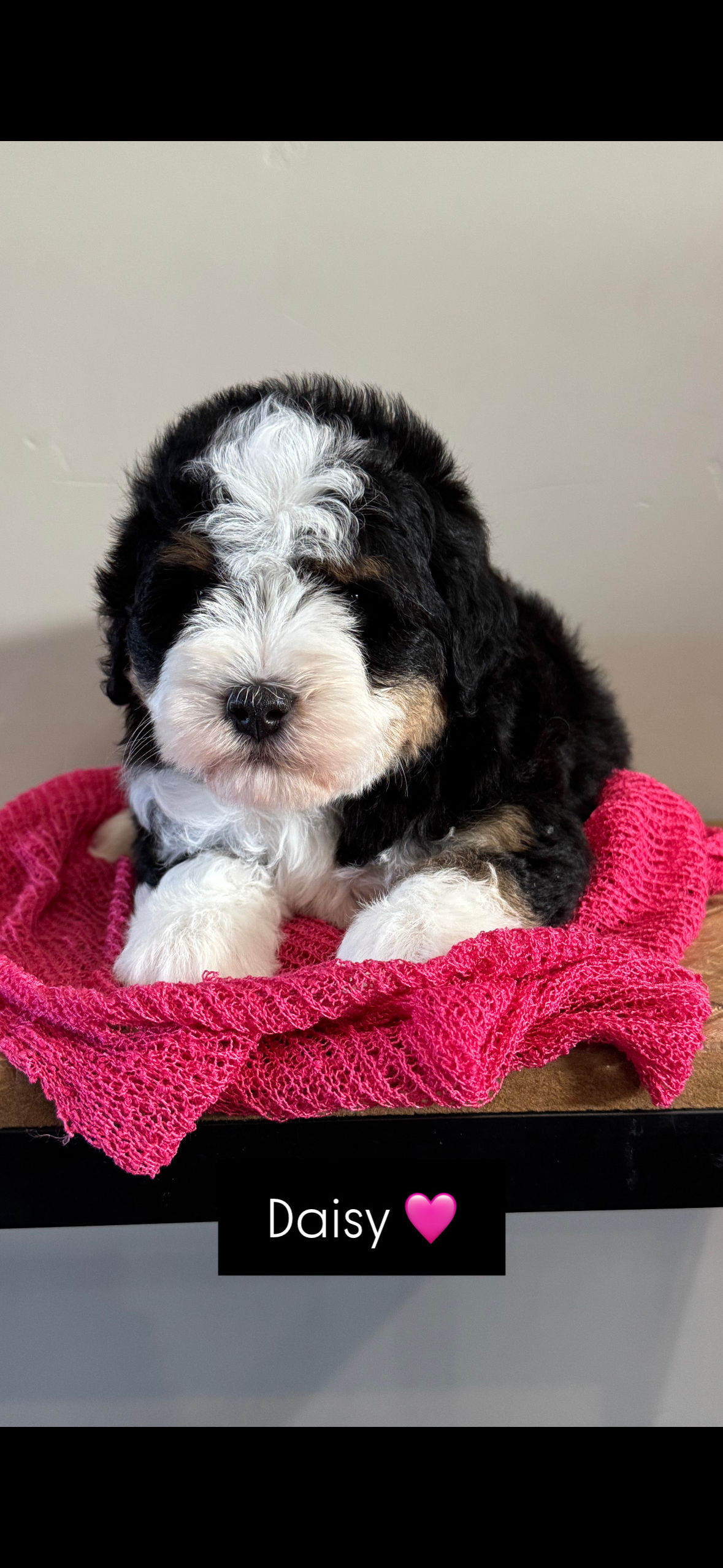 Daisy Micro Bernedoodle