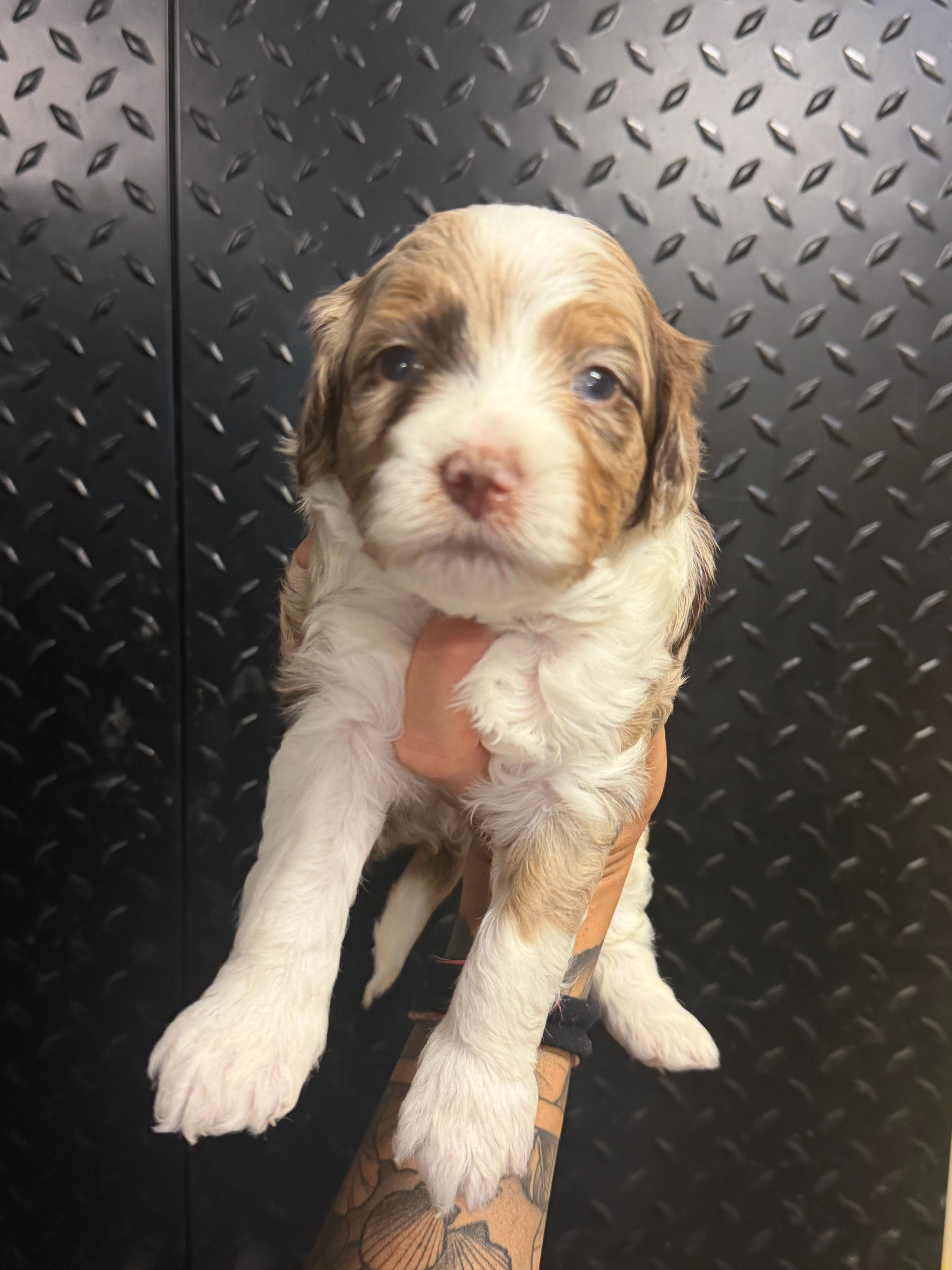 Sierra Micro Bernedoodle Girl