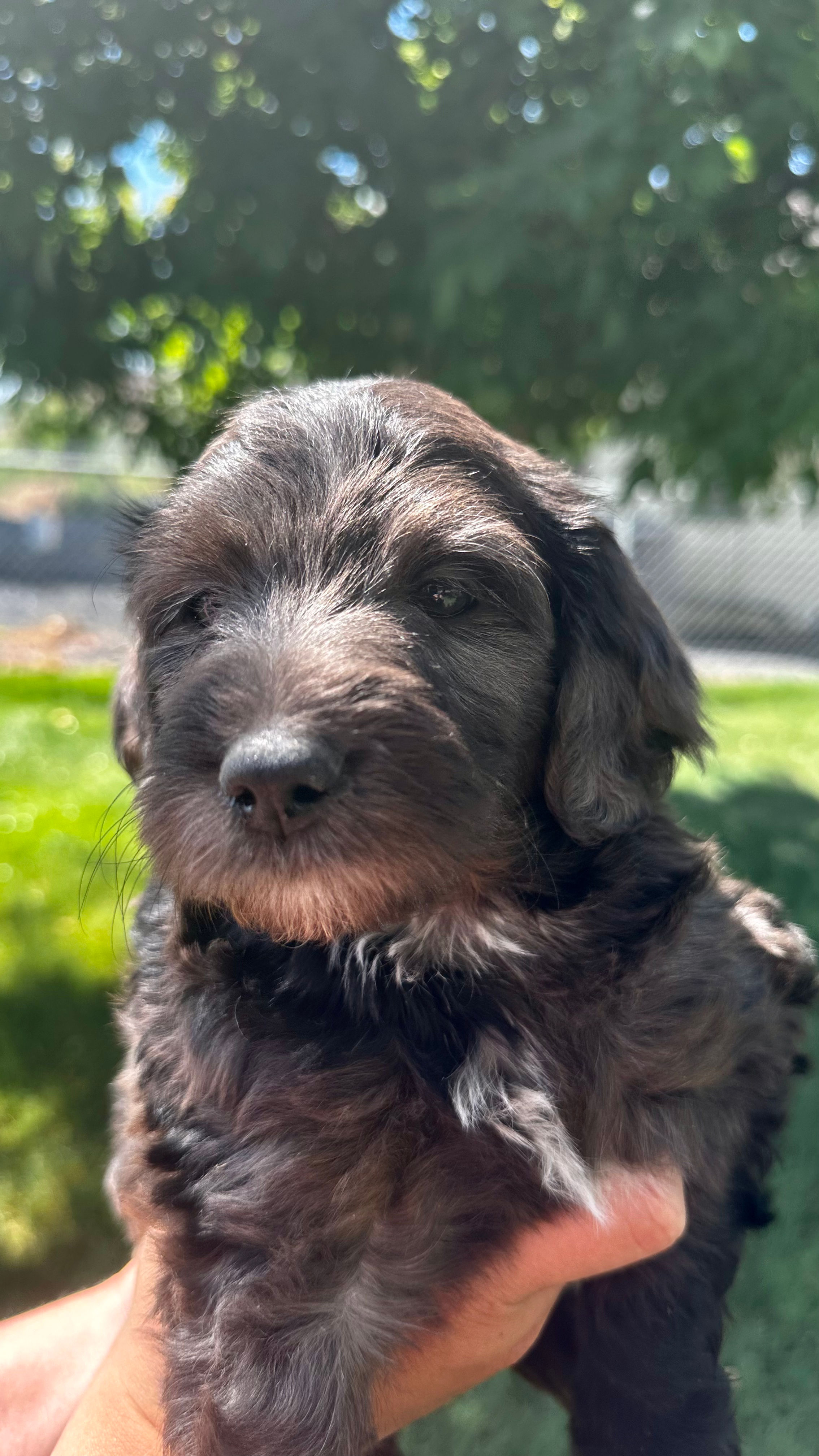 Georgia Boy