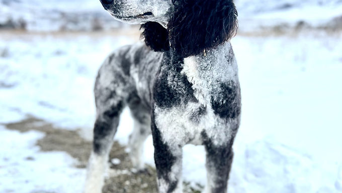 Zoey