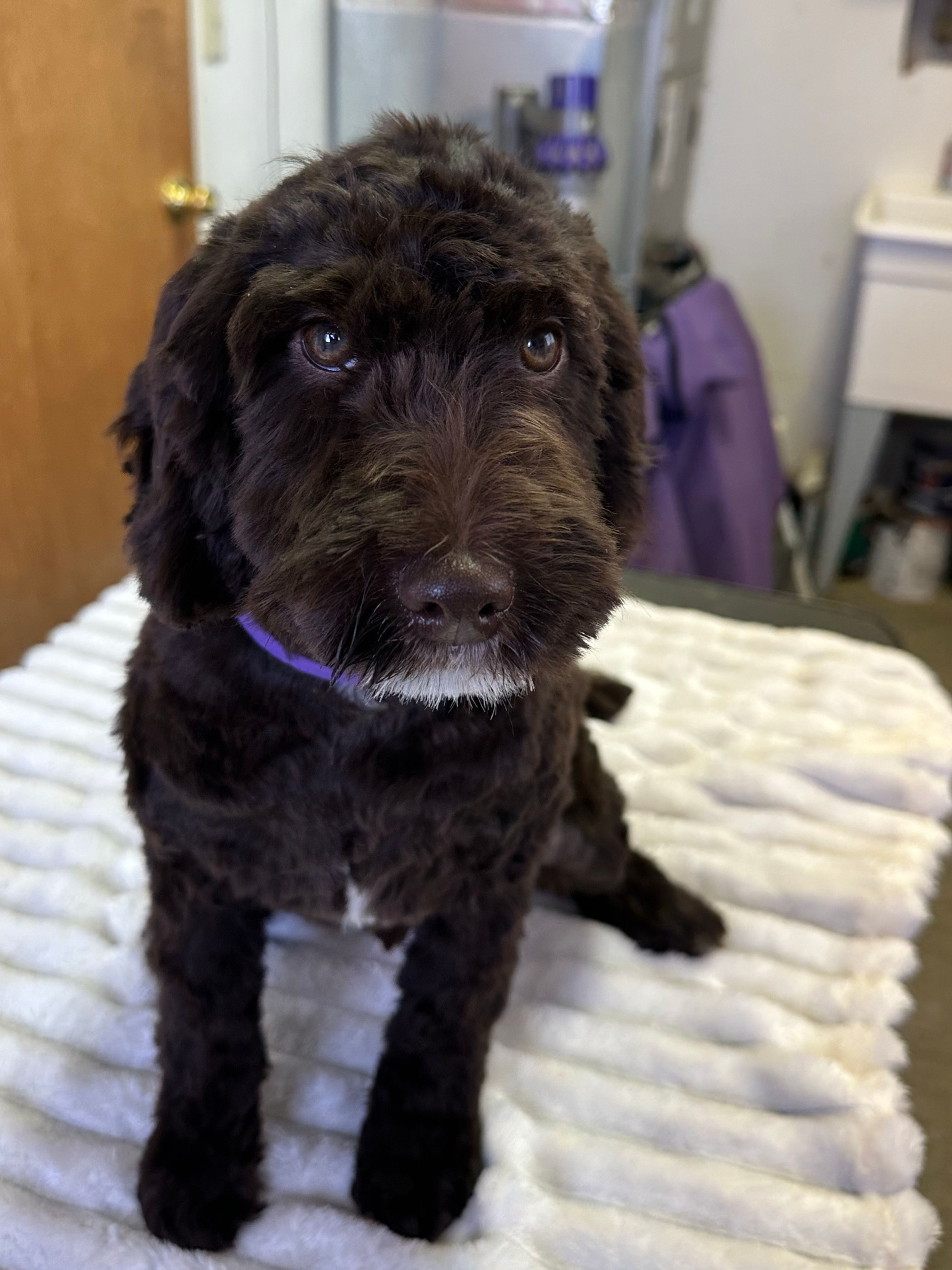 Hilo Boy Goldendoodle