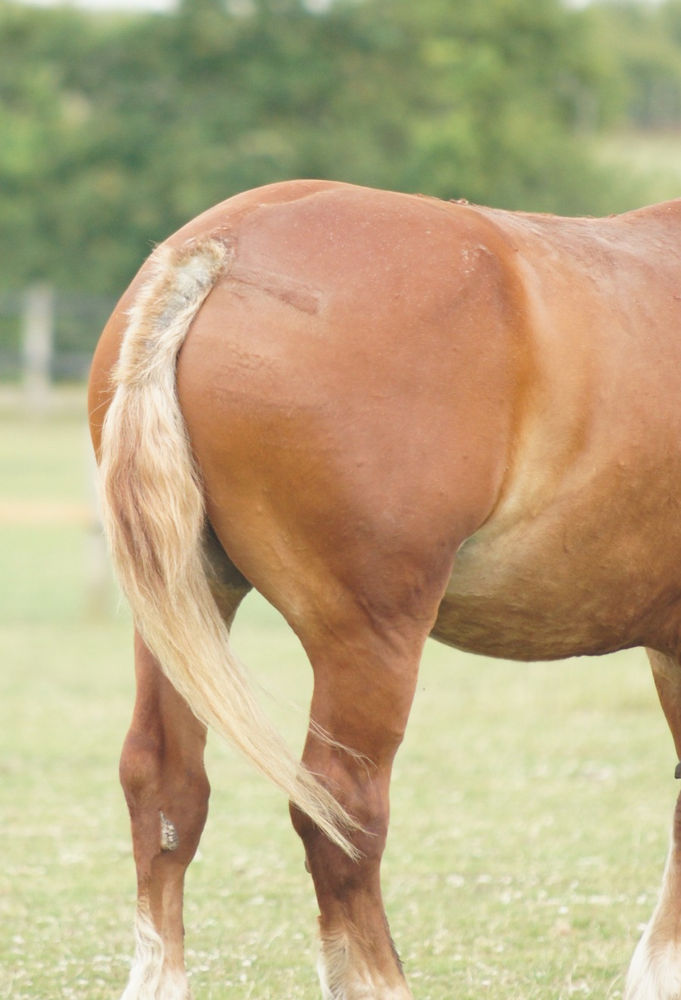 What is my horse allergic to is it sweet itch or something else?