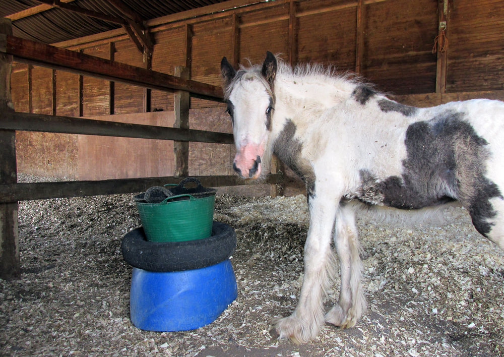 Treating a strangles patient