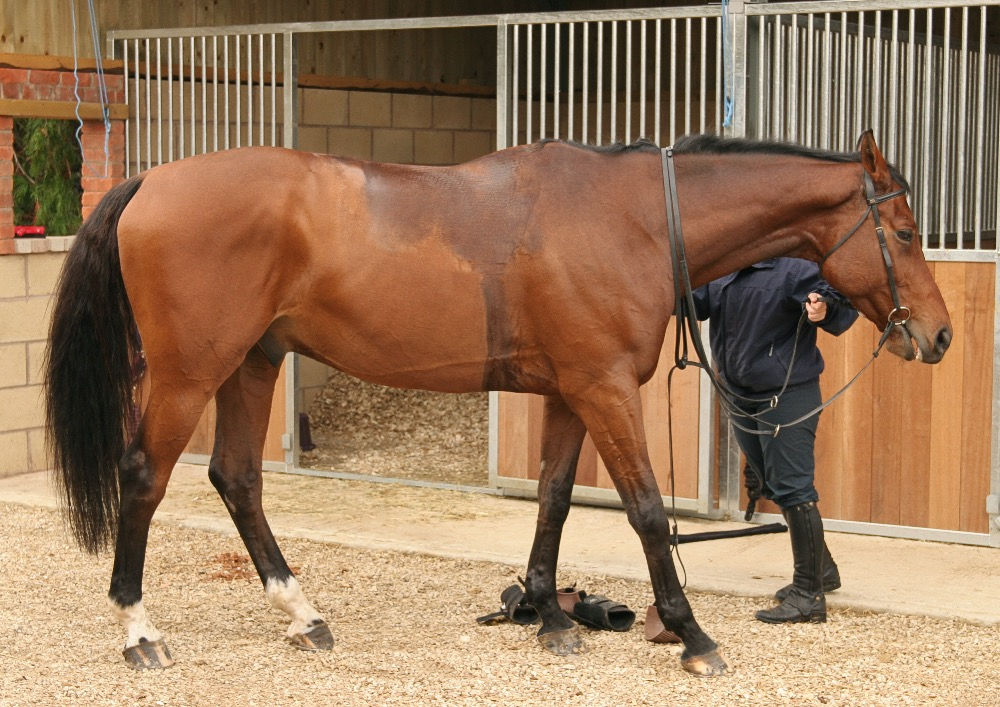 Feeding the horse with polysaccharide storage myopathy