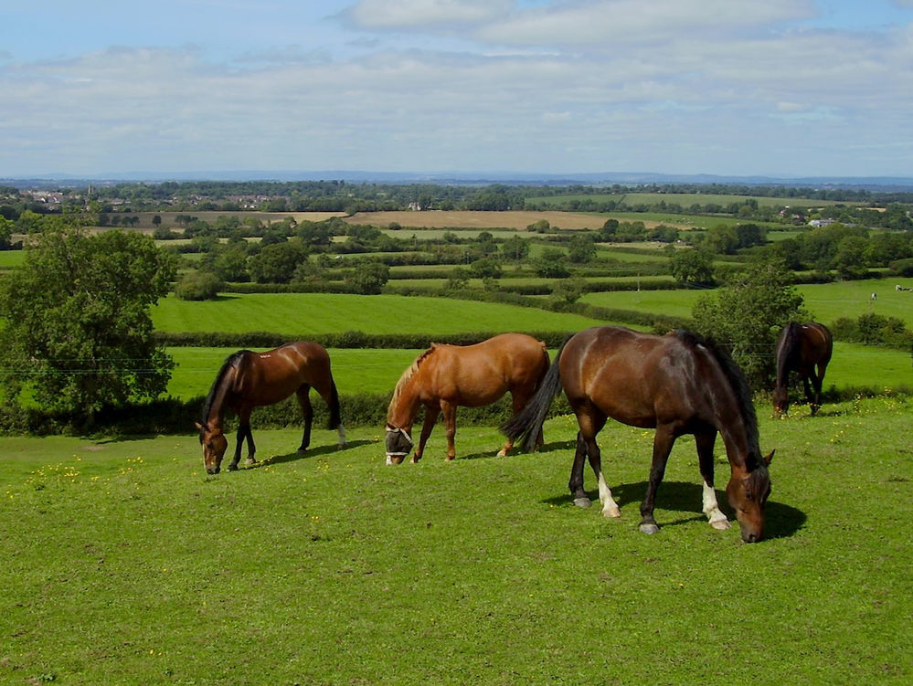 Is Spring Grass The Best Grass For Horses?