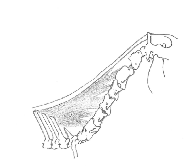 Horse anatomy - The Neck