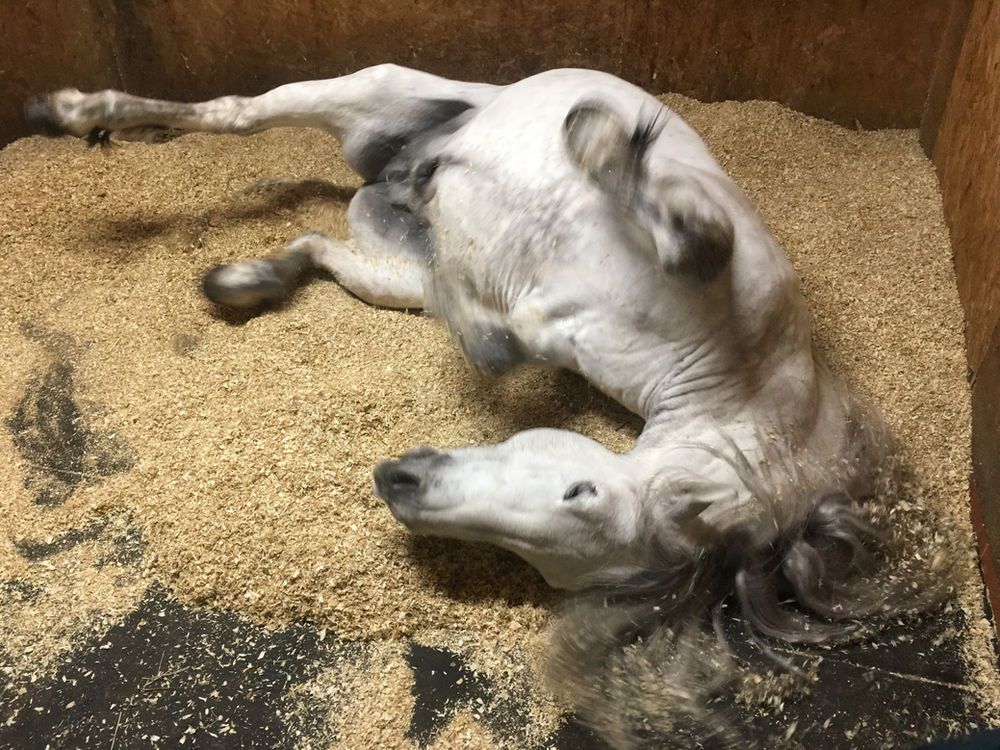 Why should you call the vet if your horse shows signs of colic?