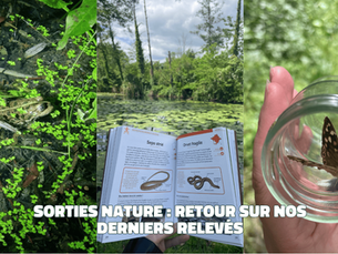 une grenouille, un livre d'herpétologie et un papillon dans un bocal