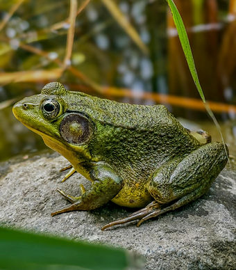 pexels-lydia-dumont-2601968-19254437 (1)