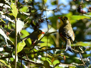 Un nouveau venu: le Leiothrix jaune.