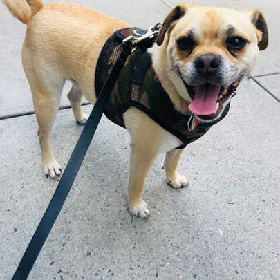 Love and Light Petcare