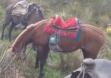 paseo en caballo