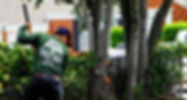 tree trimming, tree trimmer, tree removal, tree service
