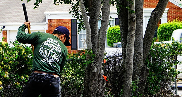 tree trimming, tree trimmer, tree removal, tree service