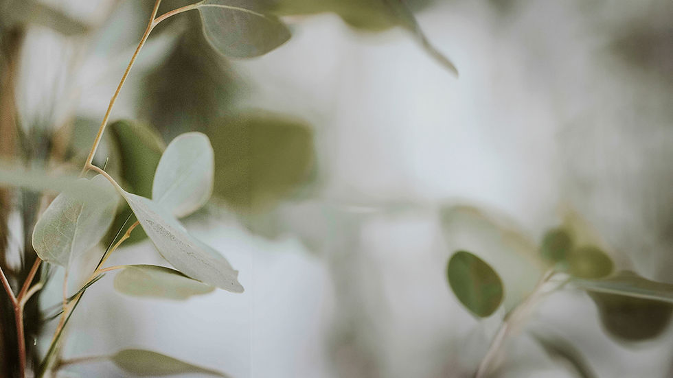nine-koepfer-Azii9_cmPtA-unsplash copy.jpg