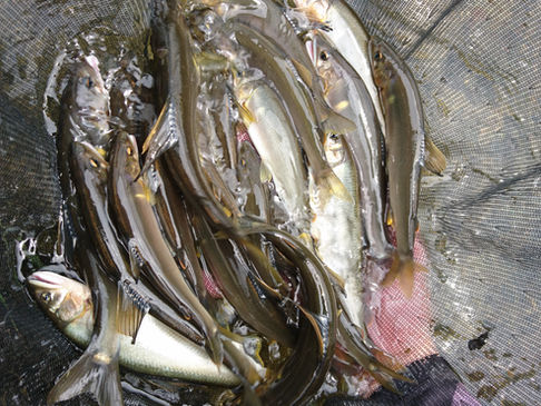 漁協試し釣り実施