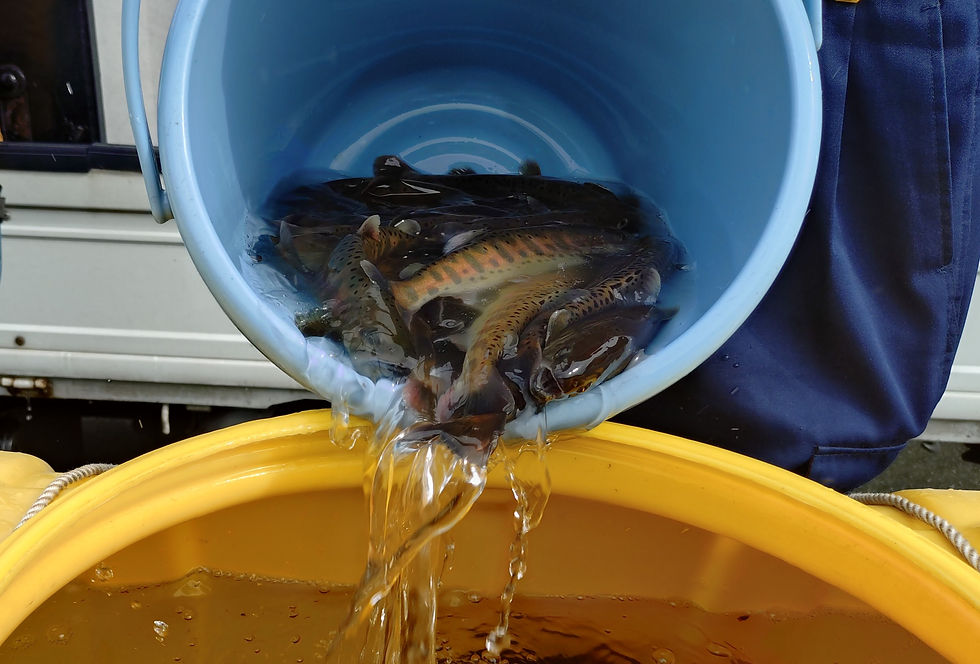 ヤマメ親魚放流