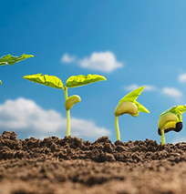 vecteezy_agriculture-plant-seeding-growing-step-concept-in-garden-and-su_7008769.jpg