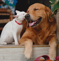 vecteezy_dog-and-cat_12484995.jpg