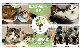 NPO法人 猫の森（千葉県船橋市）