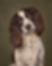 Working english springer spaniel dog photo shoot portrait
