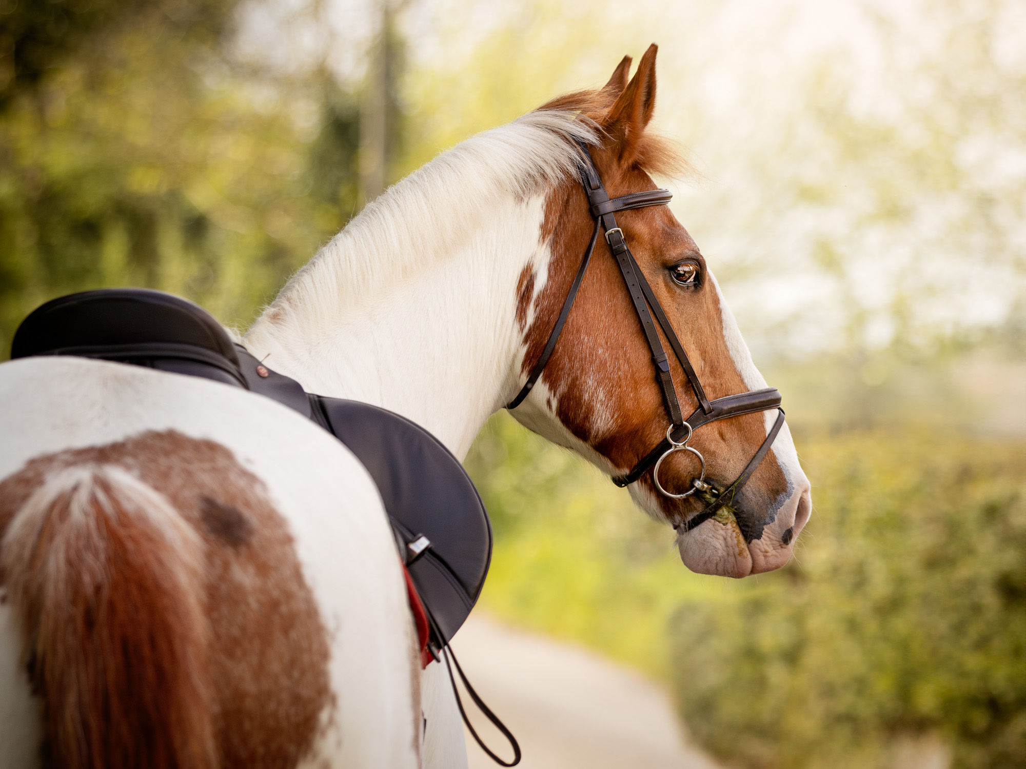 Book a Fine Art Horse Portrait Photo Session