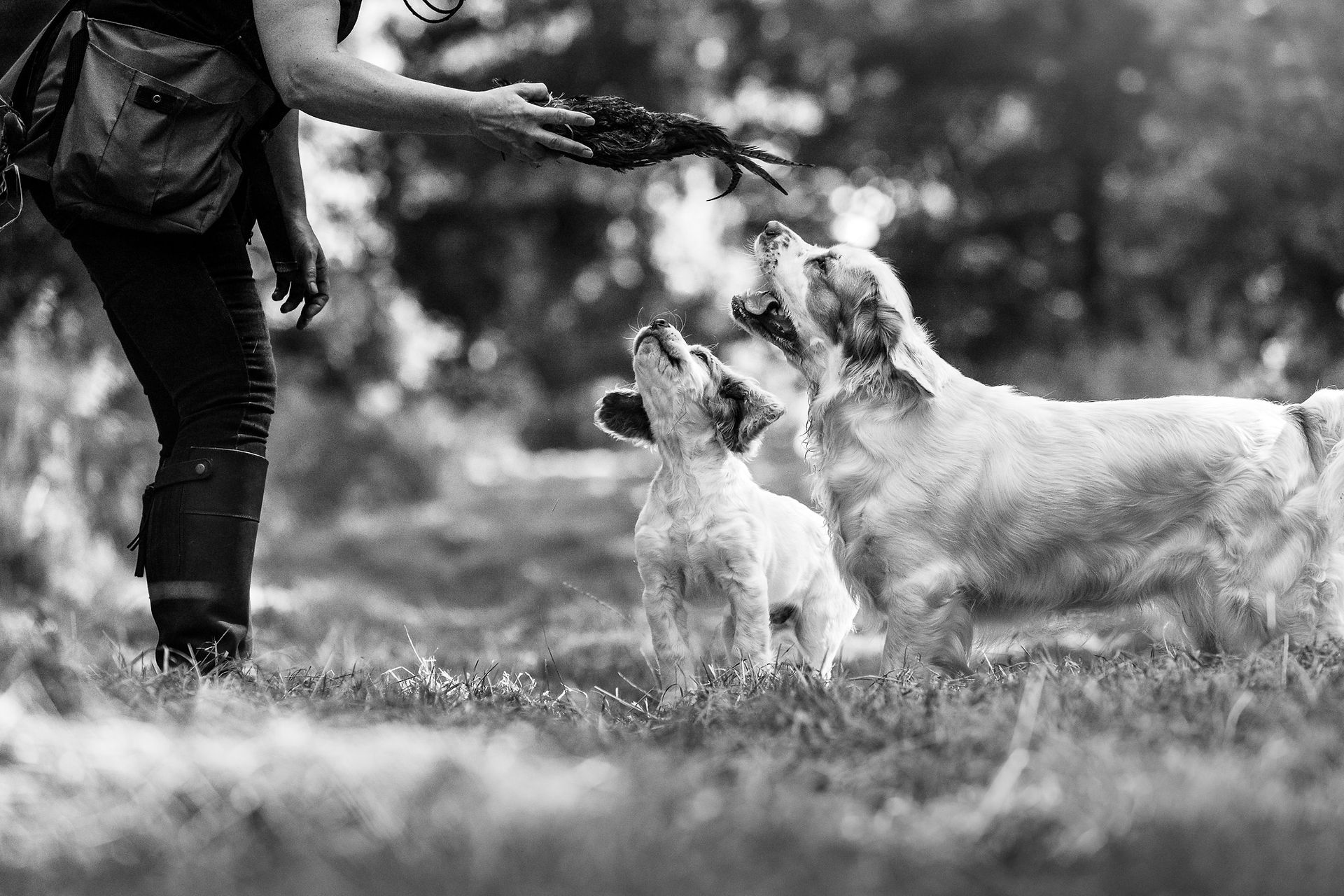 Working clumber spaniels puppies black and white photograph at photo shoot