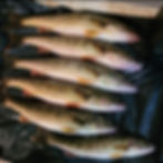 walleye2.jpg