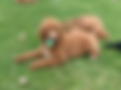 pup w ball.HEIC
