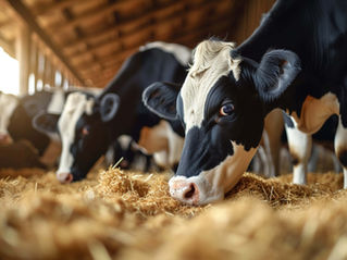 Огляд замінників цільного молока від Protofeed