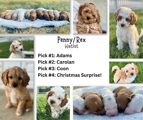 Penny Waitlist_edited.jpg